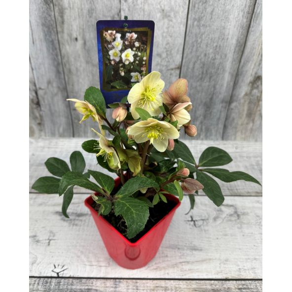 'Coseh 800' HGC SNOW DANCE - ciemiernik Ballard
Helleborus xballardiae - 'Coseh 800' HGC SNOW DANCE