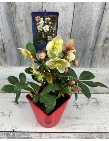'Coseh 800' HGC SNOW DANCE - ciemiernik Ballard
Helleborus xballardiae - 'Coseh 800' HGC SNOW DANCE 'Coseh 800' HGC SNOW DANCE - ciemiernik Ballard
Helleborus xballardiae - 'Coseh 800' HGC SNOW DANCE