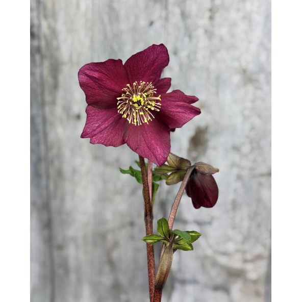 'Coseh 5600' HGC WINTER BALLET LIARA - ciemiernik Lempera
Helleborus xlemperii - 'Coseh 5600' HGC WINTER BALLET LIARA