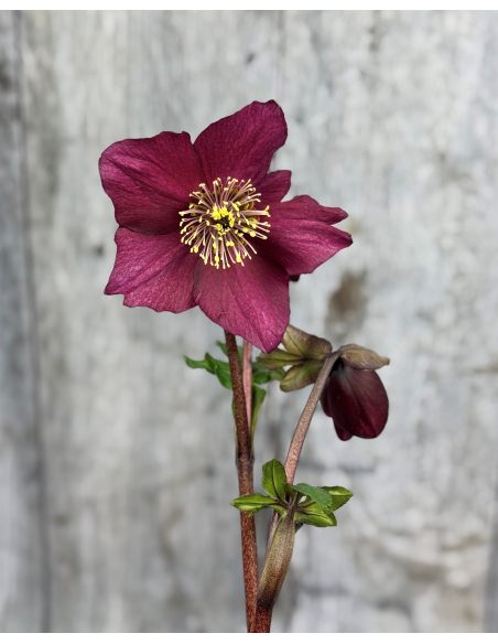 'Coseh 5600' HGC WINTER BALLET LIARA - ciemiernik Lempera
Helleborus xlemperii - 'Coseh 5600' HGC WINTER BALLET LIARA