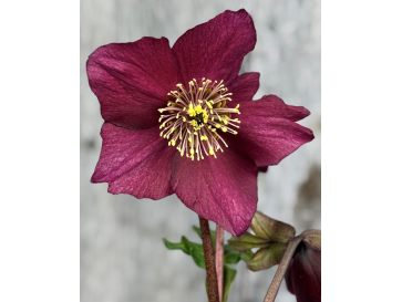 'Coseh 5600' HGC WINTER BALLET LIARA - ciemiernik Lempera
Helleborus xlemperii - 'Coseh 5600' HGC WINTER BALLET LIARA