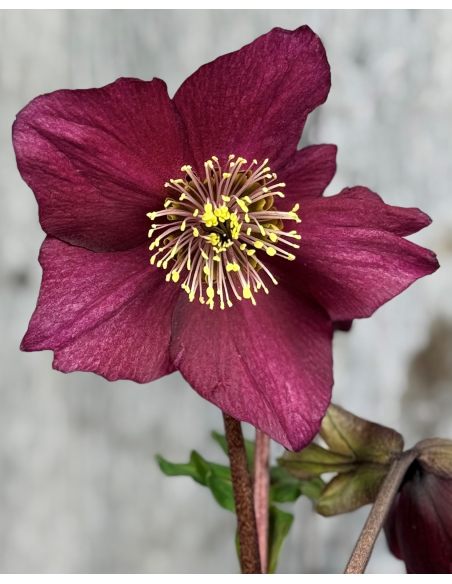'Coseh 5600' HGC WINTER BALLET LIARA - ciemiernik Lempera
Helleborus xlemperii - 'Coseh 5600' HGC WINTER BALLET LIARA