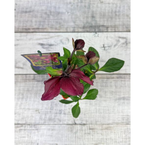 'Coseh 5600' HGC WINTER BALLET LIARA - ciemiernik Lempera
Helleborus xlemperii - 'Coseh 5600' HGC WINTER BALLET LIARA