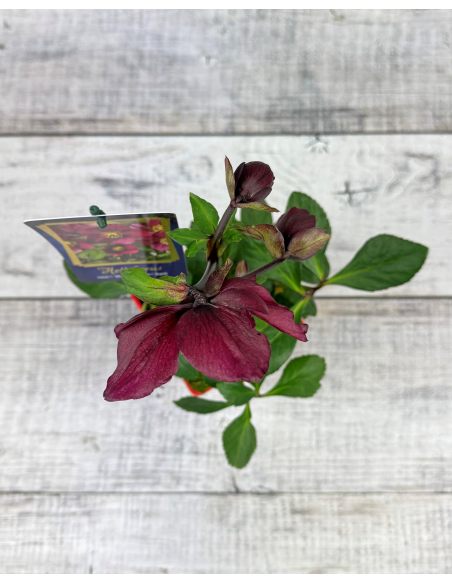 'Coseh 5600' HGC WINTER BALLET LIARA - ciemiernik Lempera
Helleborus xlemperii - 'Coseh 5600' HGC WINTER BALLET LIARA