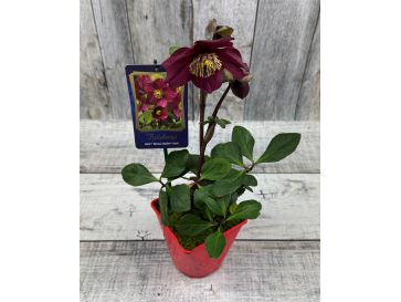 'Coseh 5600' HGC WINTER BALLET LIARA - ciemiernik Lempera
Helleborus xlemperii - 'Coseh 5600' HGC WINTER BALLET LIARA 2