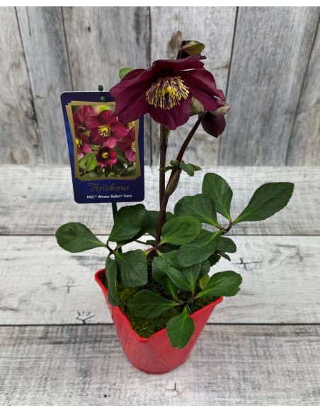 'Coseh 5600' HGC WINTER BALLET LIARA - ciemiernik Lempera
Helleborus xlemperii - 'Coseh 5600' HGC WINTER BALLET LIARA