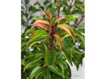 'Brenelia' - laurowiśnia iberyjska
Prunus lusitanica 'Brenelia' 2