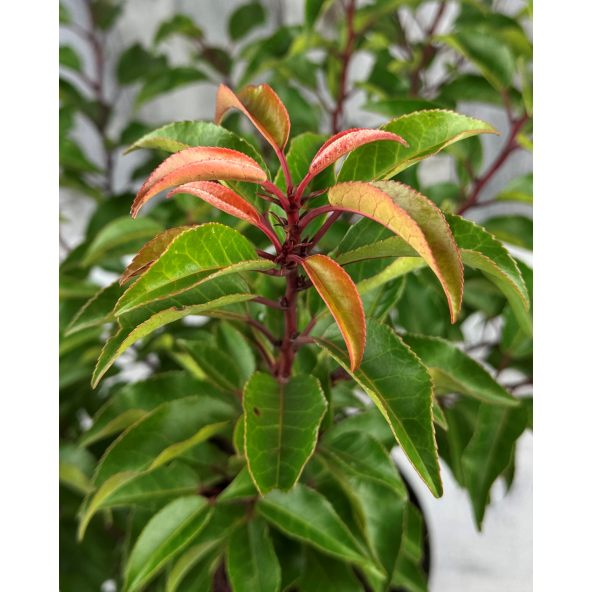 'Brenelia' - laurowiśnia iberyjska
Prunus lusitanica 'Brenelia'