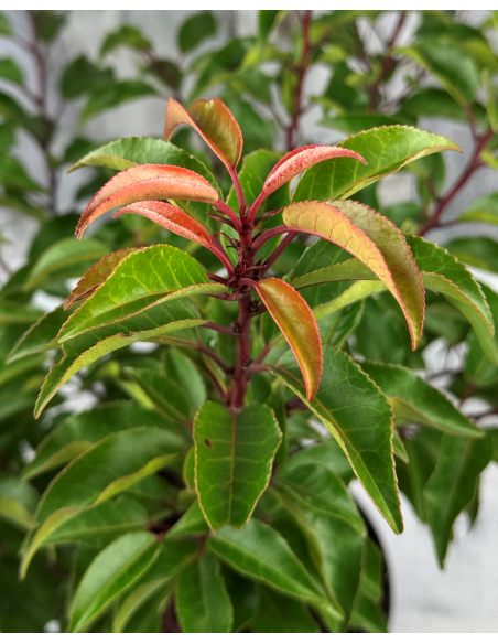 'Brenelia' - laurowiśnia iberyjska
Prunus lusitanica 'Brenelia'
