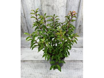 'Brenelia' - laurowiśnia iberyjska
Prunus lusitanica 'Brenelia'