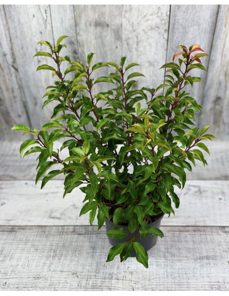 'Brenelia' - laurowiśnia iberyjska
Prunus lusitanica 'Brenelia'