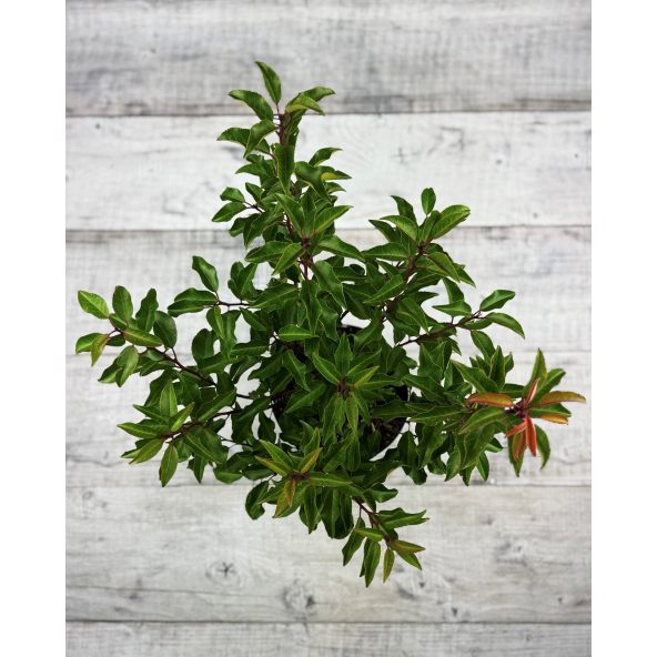 'Brenelia' - laurowiśnia iberyjska
Prunus lusitanica 'Brenelia'