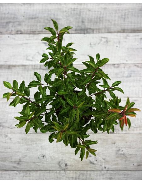 'Brenelia' - laurowiśnia iberyjska
Prunus lusitanica 'Brenelia'