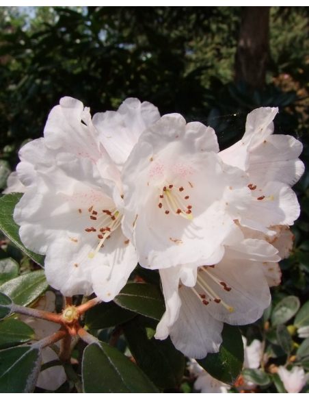 Różanecznik Queen Bee