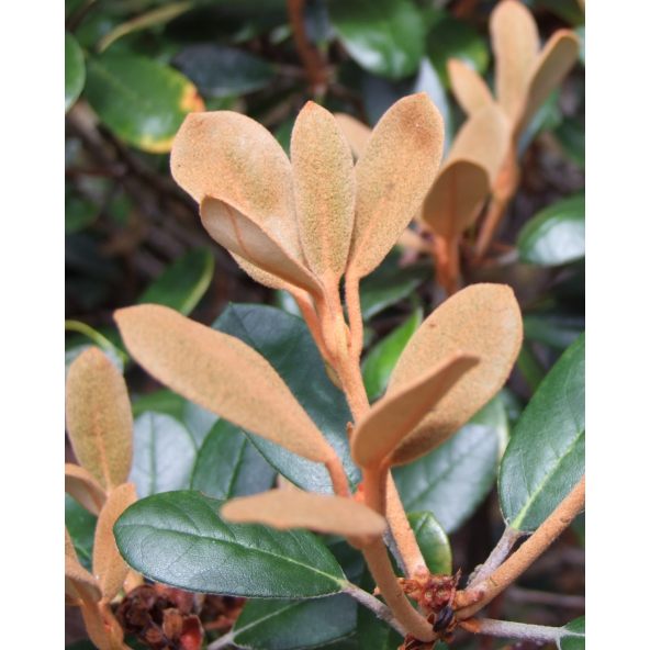 Różanecznik Queen Bee