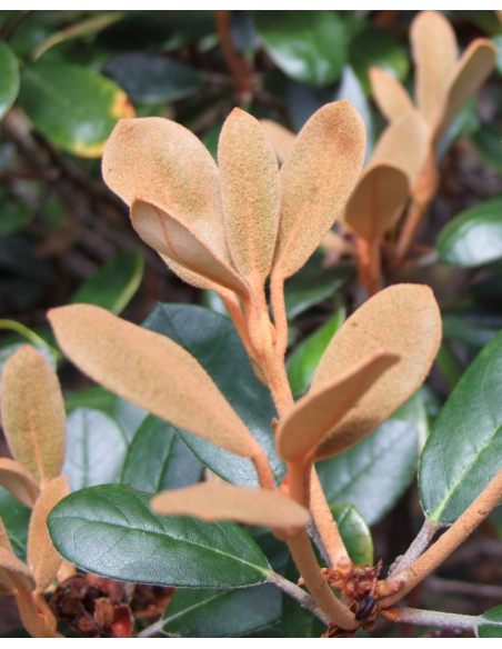 Różanecznik Queen Bee