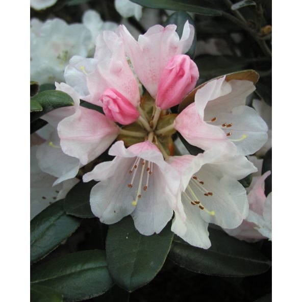 Różanecznik Queen Bee