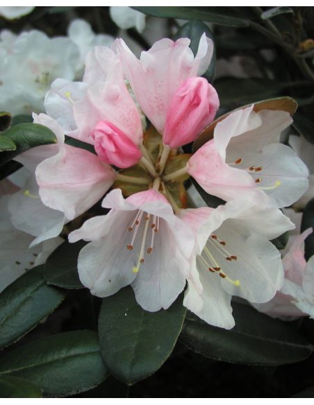 Różanecznik Queen Bee