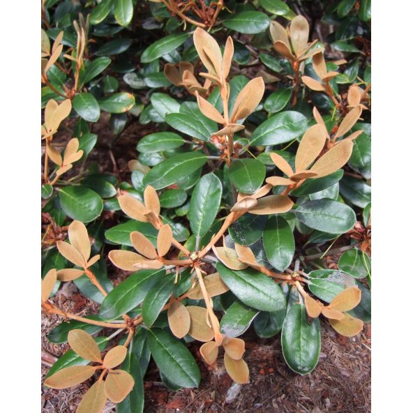 Różanecznik Queen Bee