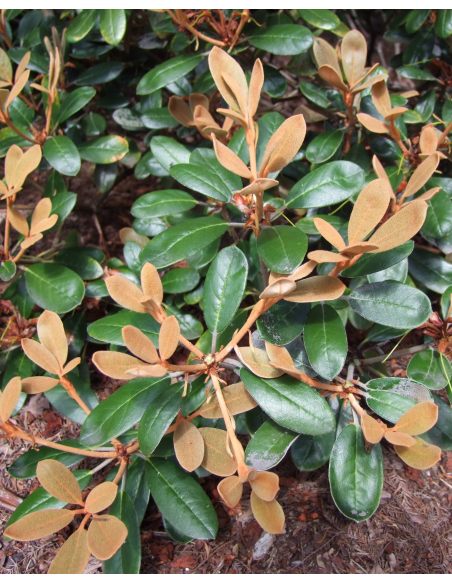 Różanecznik Queen Bee