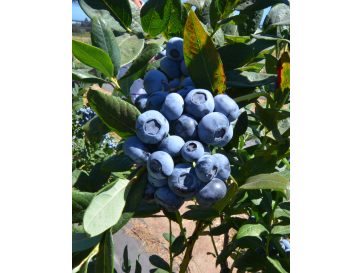 'Calypso' - borówka amerykańska
Vaccinium corymbosum 'Calypso''