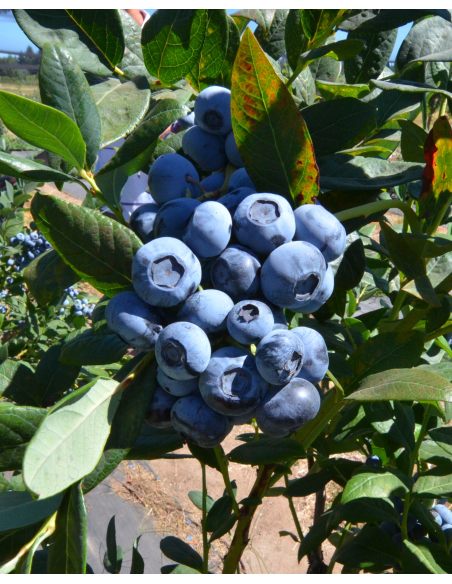 'Calypso' - borówka amerykańska
Vaccinium corymbosum 'Calypso''