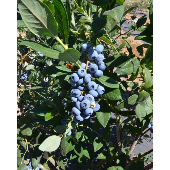 'Calypso' - borówka amerykańska
Vaccinium corymbosum 'Calypso''