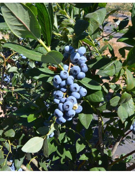 'Calypso' - borówka amerykańska
Vaccinium corymbosum 'Calypso''