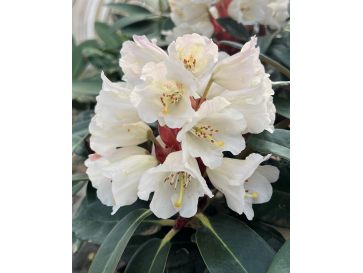 Rhododendron BRAVA DIVA
różanecznik BRAVA DIVA - różanecznik (bureavii x pachysanthum) x (brachycarpum x macabeanum)