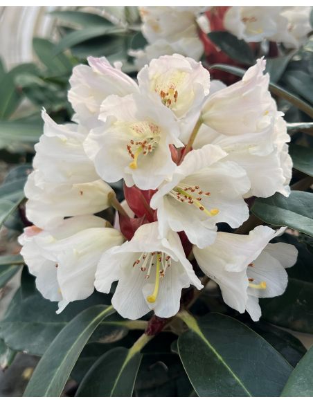 Rhododendron BRAVA DIVA
różanecznik BRAVA DIVA - różanecznik (bureavii x pachysanthum) x (brachycarpum x macabeanum)