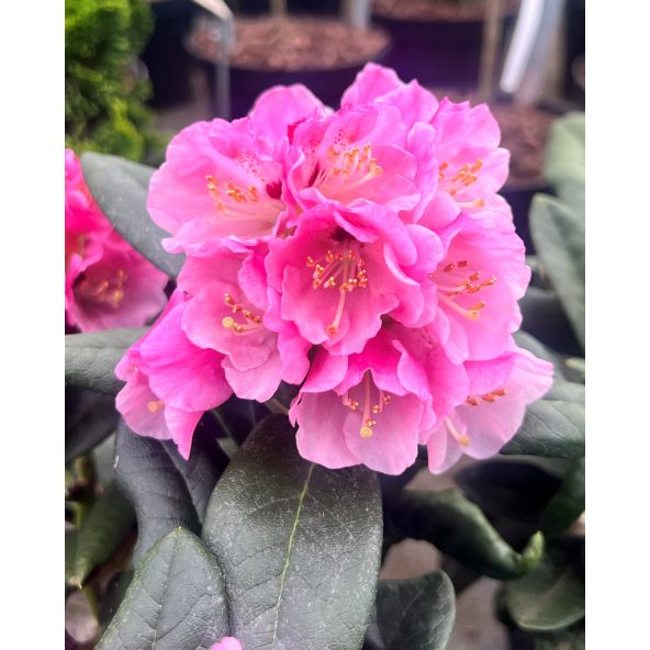 Rhododendron BRAVA DIVA
różanecznik BRAVA DIVA - różanecznik (bureavii x pachysanthum) x (brachycarpum x macabeanum)