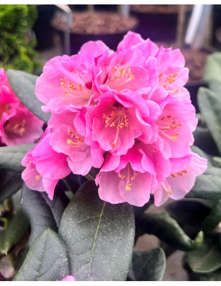 Rhododendron BRAVA DIVA
różanecznik BRAVA DIVA - różanecznik (bureavii x pachysanthum) x (brachycarpum x macabeanum)