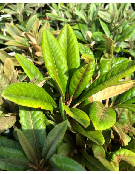 Rhododendron BRAVA DIVA
różanecznik BRAVA DIVA - różanecznik (bureavii x pachysanthum) x (brachycarpum x macabeanum)