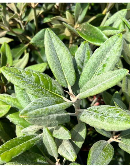 Rhododendron BRAVA DIVA
różanecznik BRAVA DIVA - różanecznik (bureavii x pachysanthum) x (brachycarpum x macabeanum)