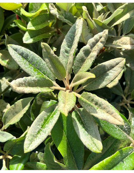 Rhododendron BRAVA DIVA
różanecznik BRAVA DIVA - różanecznik (bureavii x pachysanthum) x (brachycarpum x macabeanum)