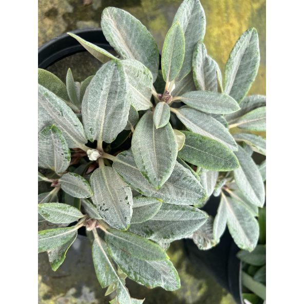 Rhododendron BRAVA DIVA
różanecznik BRAVA DIVA - różanecznik (bureavii x pachysanthum) x (brachycarpum x macabeanum)