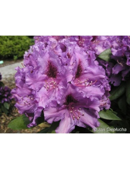 Różanecznik Azurro Różanecznik Azurro