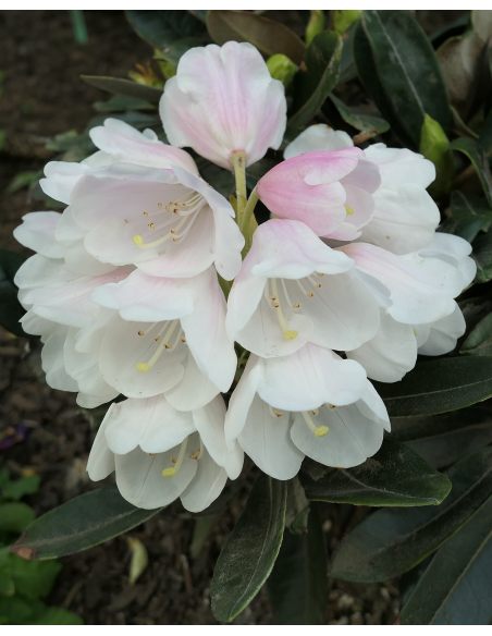 Różanecznik Golfer