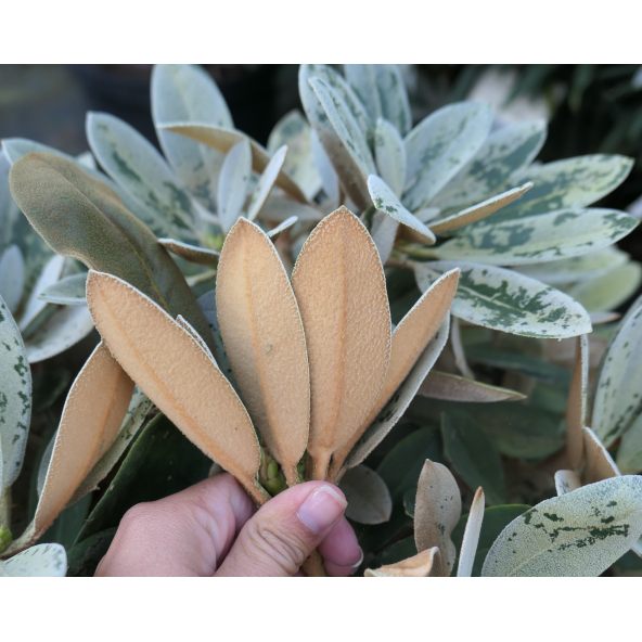 Różanecznik Golfer