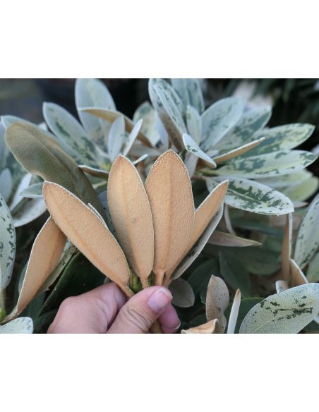 Różanecznik Golfer