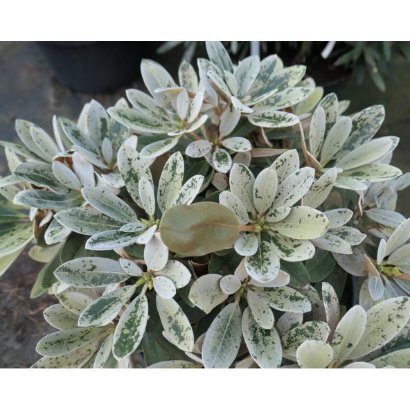 Różanecznik Golfer