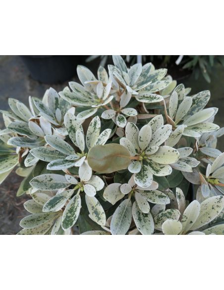 Różanecznik Golfer