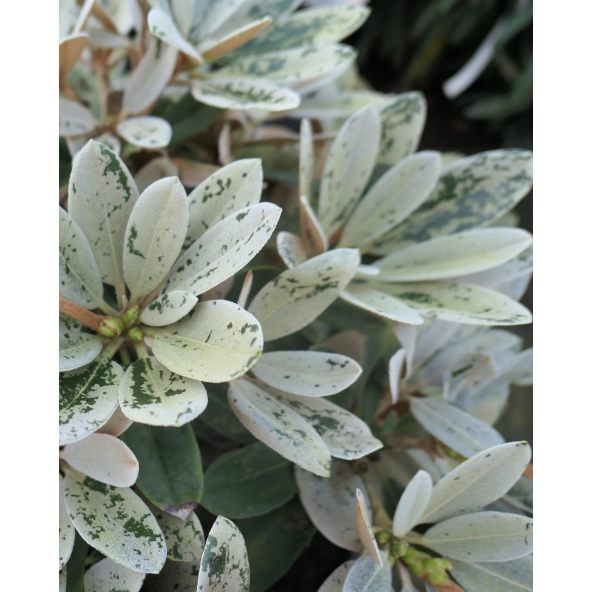 Różanecznik Golfer