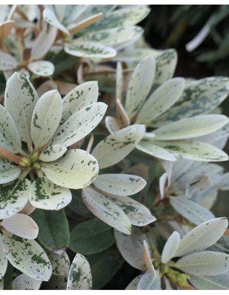 Różanecznik Golfer