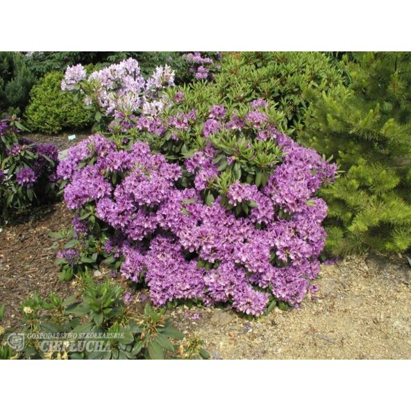 Różanecznik Azurro