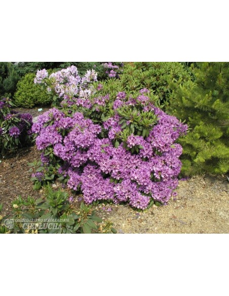 Różanecznik Azurro Różanecznik Azurro