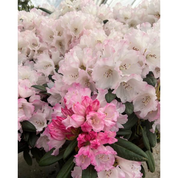 'King's Ride' - różanecznik jakuszimański
Rhododendron yakushimanum 'King's Ride'