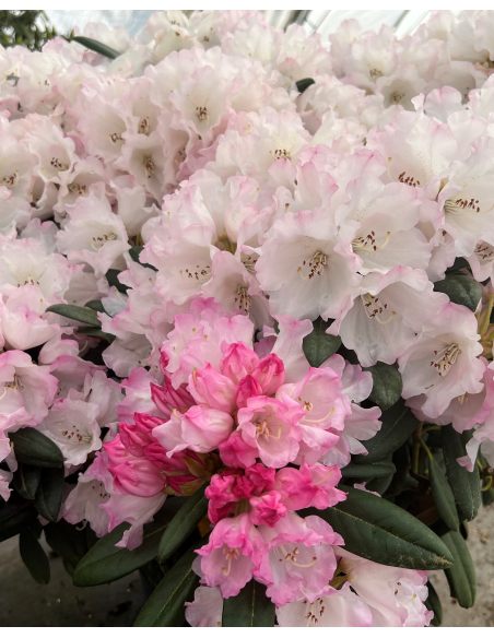 'King's Ride' - różanecznik jakuszimański
Rhododendron yakushimanum 'King's Ride'