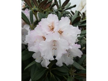 'King's Ride' - różanecznik jakuszimański
Rhododendron yakushimanum 'King's Ride'