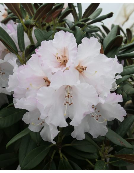 'King's Ride' - różanecznik jakuszimański
Rhododendron yakushimanum 'King's Ride'